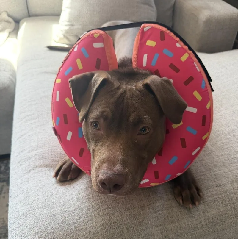 A young medium-sized male Tricolor (Brown, Black, & White) Pit Bull Terrier dog named Hulk for adoption in Palatine, IL