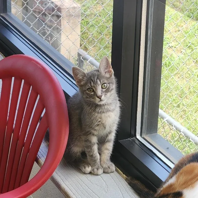 A baby small-sized male Gray / Blue / Silver Domestic Short Hair cat named Sid for adoption in Rocky Mount, VA