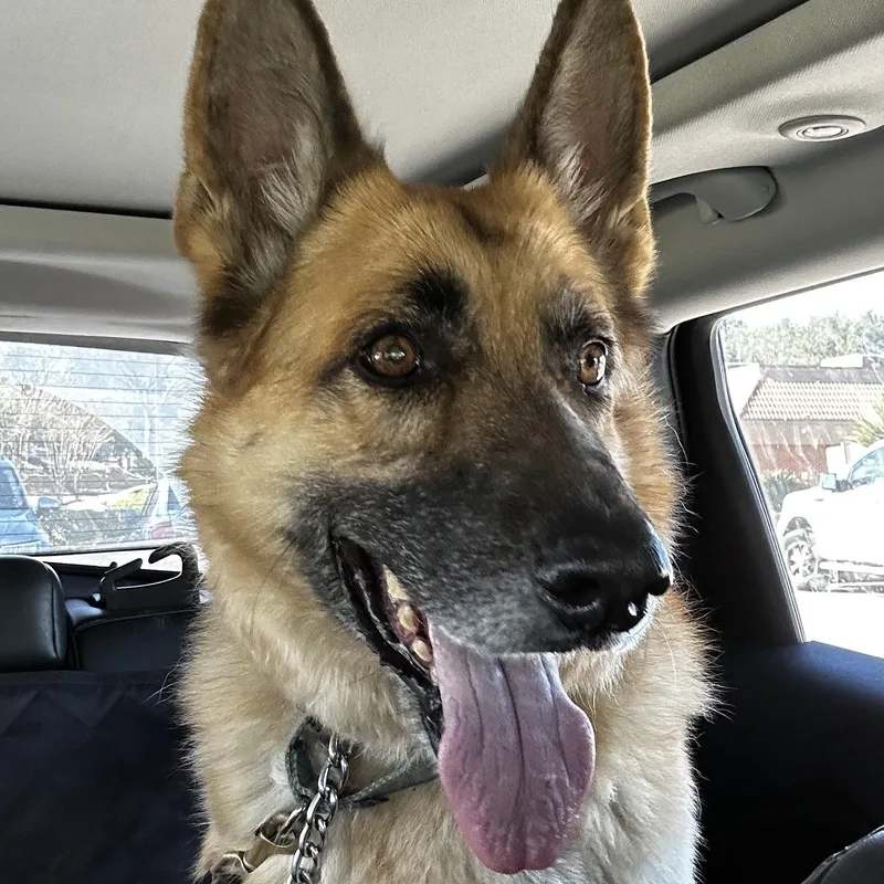 A senior large-sized male Tricolor (Brown, Black, & White) German Shepherd Dog dog named Brett for adoption in Houston, TX
