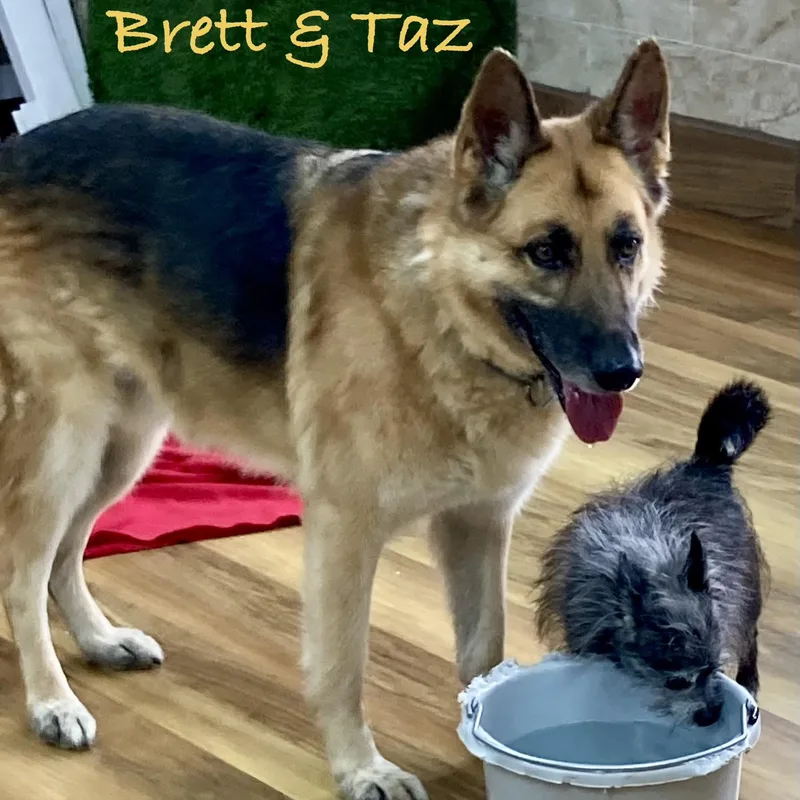 Brett thumbnail 5