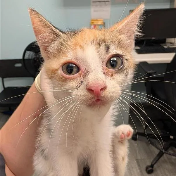A baby small-sized female White Domestic Short Hair cat named Pine Needle for adoption in Jacksonville, FL