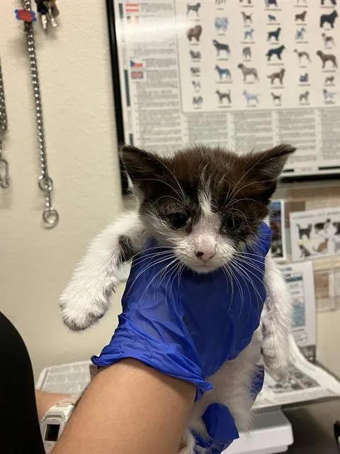 A baby small-sized female Domestic Short Hair cat named Sherry for adoption in Long Beach, CA