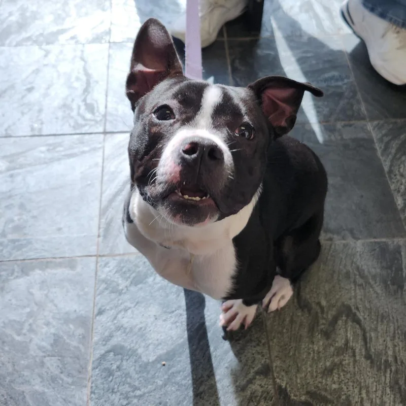 A young medium-sized female Black Boston Terrier dog named Barley for adoption in Clearwater, FL