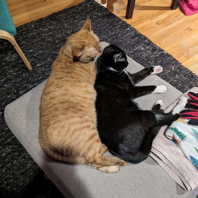 An adult medium-sized female Tabby (Orange / Red) Domestic Short Hair cat named Bo for adoption in Chicago, IL