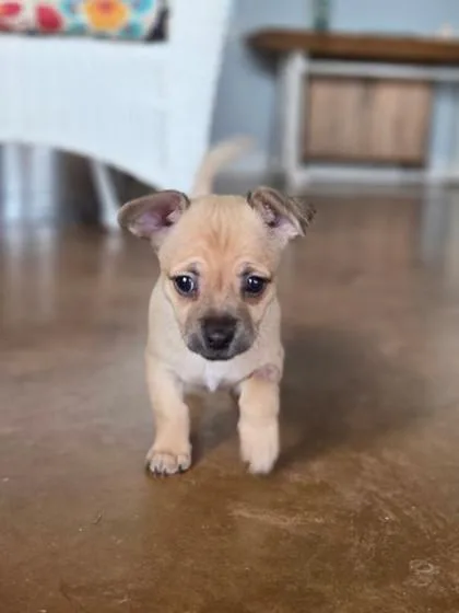 A baby small-sized male Chihuahua dog named Cinder for adoption in Gainesville, TX