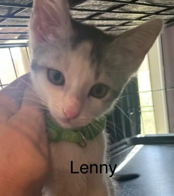 A baby small-sized male White Domestic Short Hair cat named Lenny Laverne & for adoption in Anthem, AZ