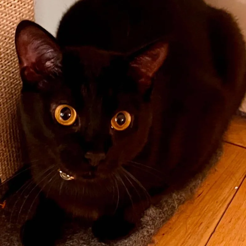 A young medium-sized male Domestic Short Hair cat named Hunter for adoption in Union, MO