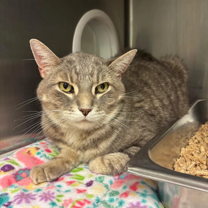 A senior large-sized male Gray / Blue / Silver Domestic Short Hair cat named Storm for adoption in Waukesha, WI