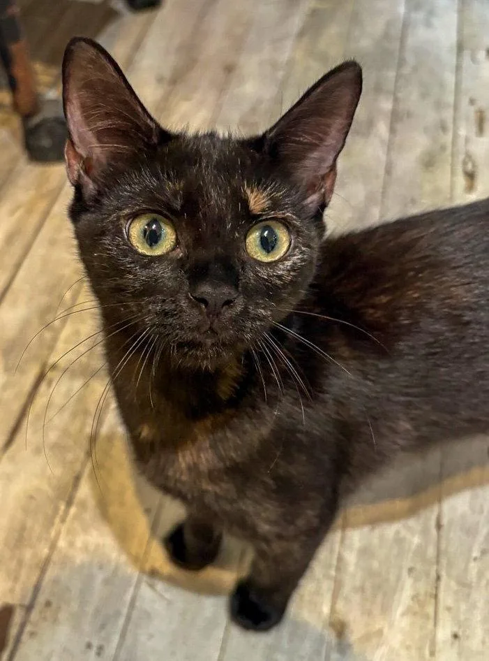 A baby medium-sized female Tortoiseshell cat named Turtle for adoption in Lighthouse Point, FL
