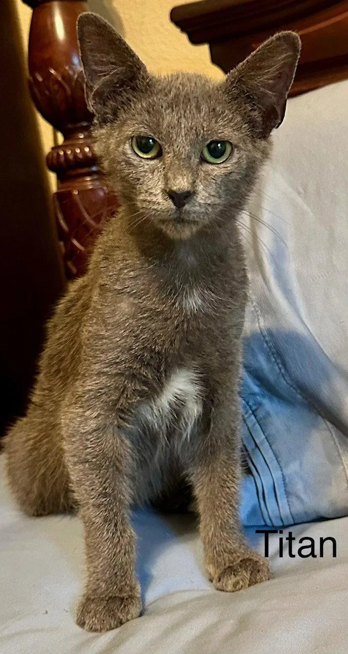 A baby medium-sized male Domestic Short Hair cat named Titan for adoption in Wesley Chapel, FL