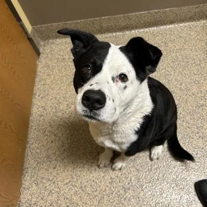 An adult large-sized male Border Collie dog named Juju for adoption in Merriam, KS