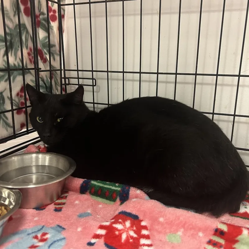An adult large-sized male Black Domestic Short Hair cat named Nugget for adoption in Coos Bay, OR