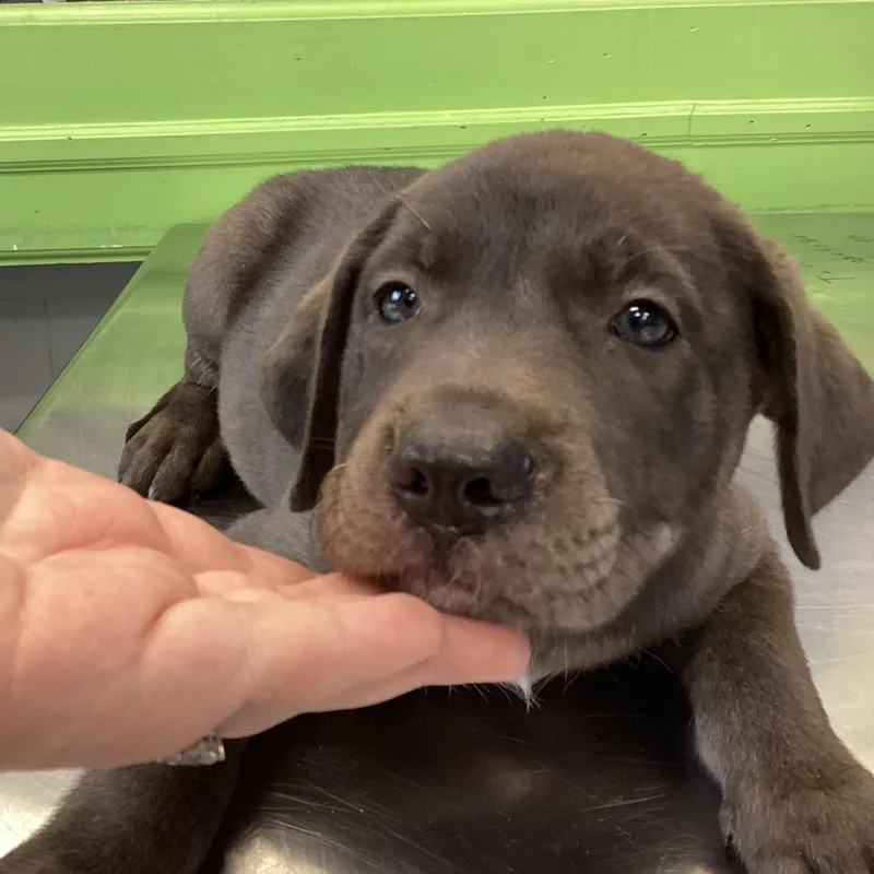 A baby small-sized female Gray / Blue / Silver Terrier dog named Karen for adoption in Montgomery, AL