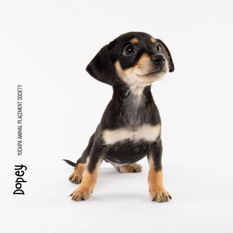 A baby small-sized male Black Chihuahua dog named Dopey for adoption in Yucaipa, CA