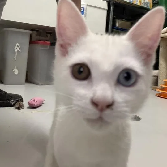 A baby small-sized male White Domestic Short Hair cat named Bongo Dave for adoption in Driggs, ID