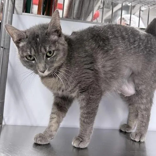 A young medium-sized female Gray / Blue / Silver Domestic Short Hair cat named Ella for adoption in New York, NY