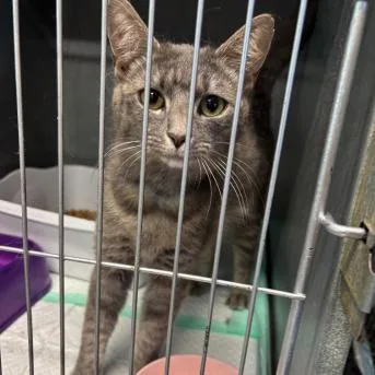 Ella thumbnail 2