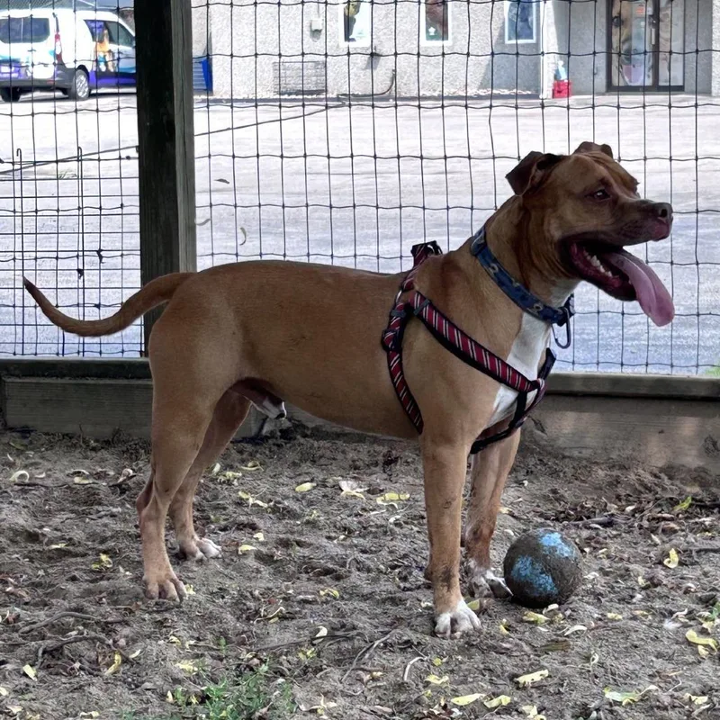 An adult medium-sized male Golden Pit Bull Terrier dog named King for adoption in Ashtabula, OH