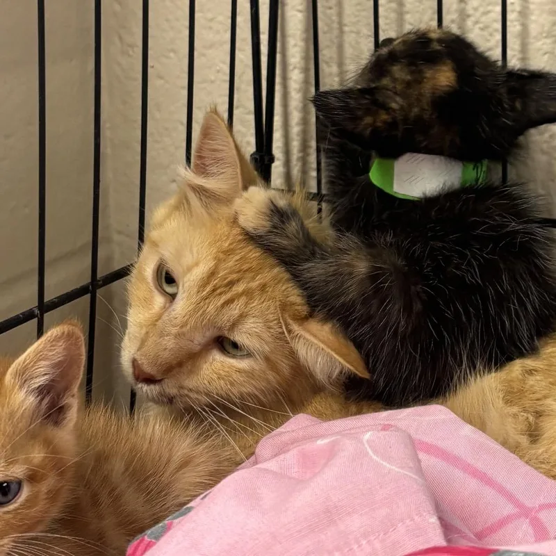 An adult medium-sized female Domestic Short Hair cat named Felicia for adoption in San Antonio, TX
