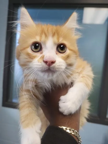 If Simba