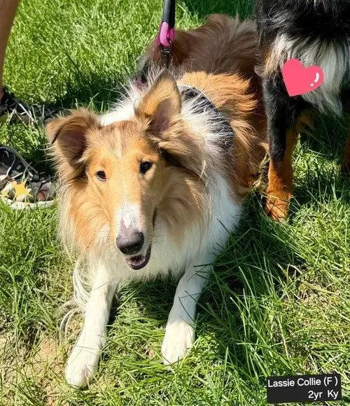 Lassie