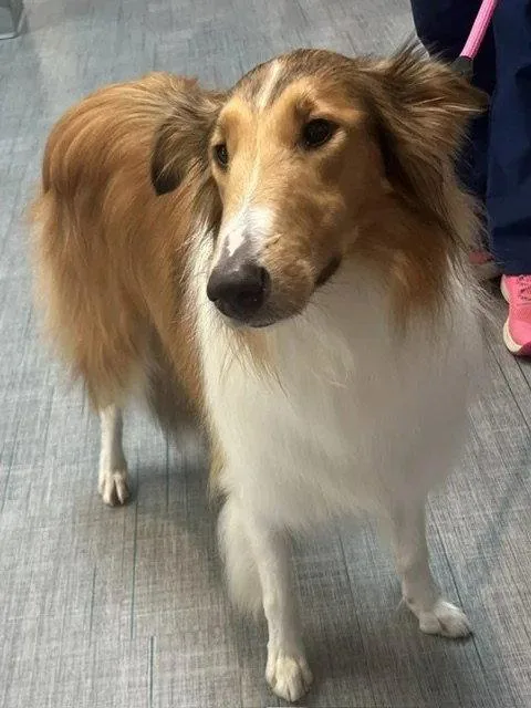 Lassie thumbnail 2