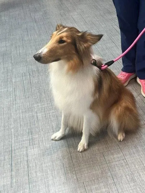 Lassie thumbnail 3