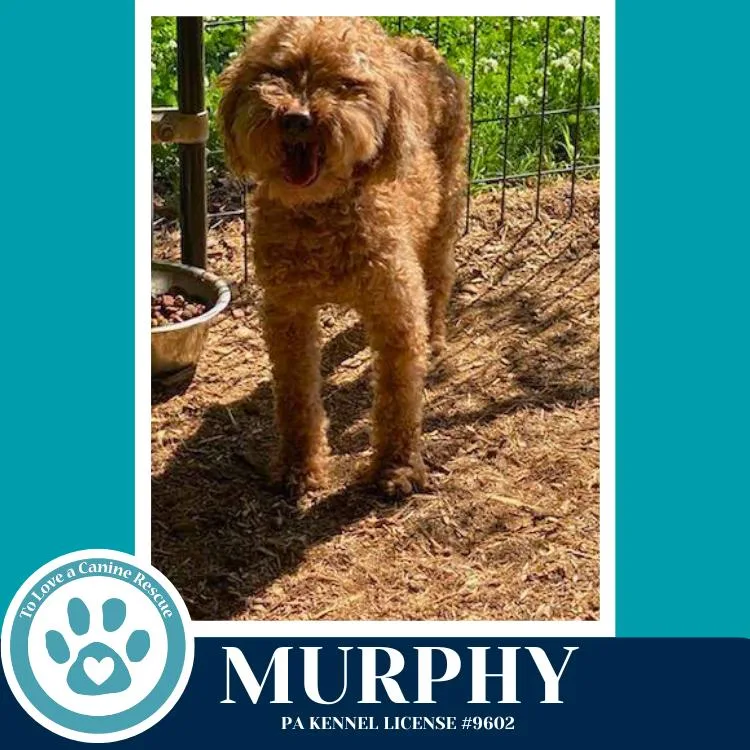 An adult small-sized male Red / Chestnut / Orange Poodle dog named Murphy for adoption in Kimberton, PA