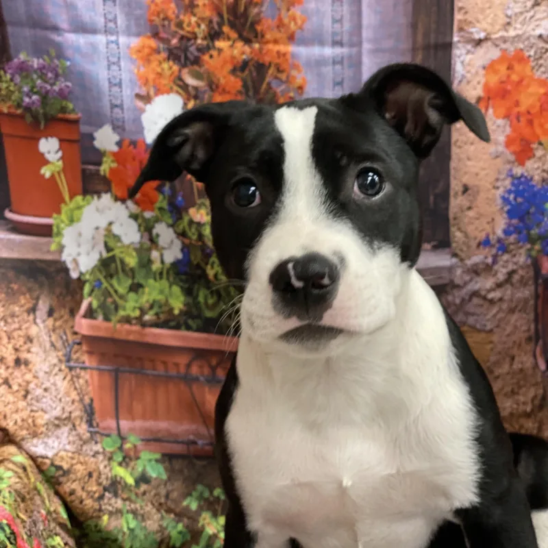 A baby medium-sized female Labrador Retriever dog named Cassidy for adoption in Copiague, NY
