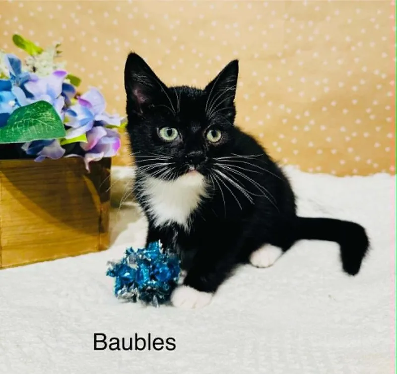 A baby small-sized female Domestic Short Hair cat named Baubles for adoption in Groveland, MA
