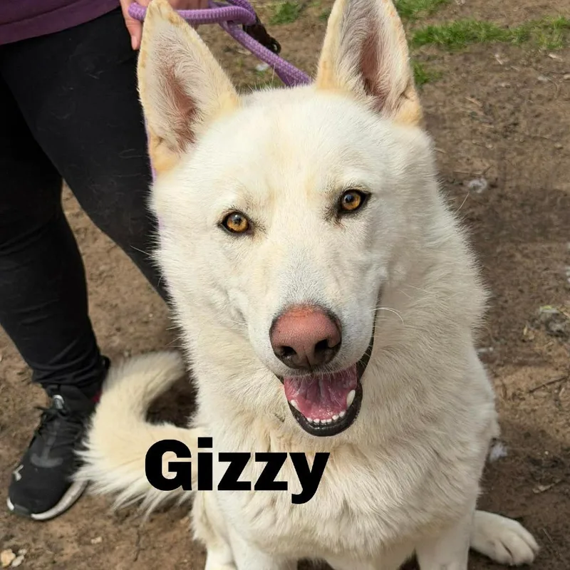 Gizzy