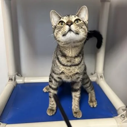 A young medium-sized male Domestic Short Hair cat named Forge for adoption in Janesville, WI