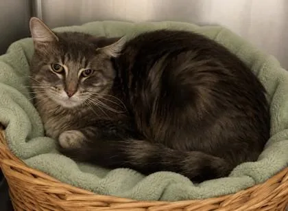 An adult medium-sized female Domestic Medium Hair cat named Dash for adoption in North Richland Hills, TX