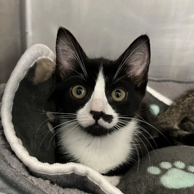 A baby small-sized female Black Domestic Short Hair cat named Sabrina for adoption in West Palm Beach, FL