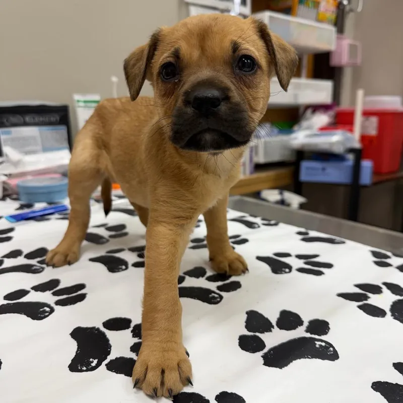 A baby medium-sized female Yellow / Tan / Blond / Fawn Golden Retriever dog named Tonic for adoption in Detroit Lakes, MN