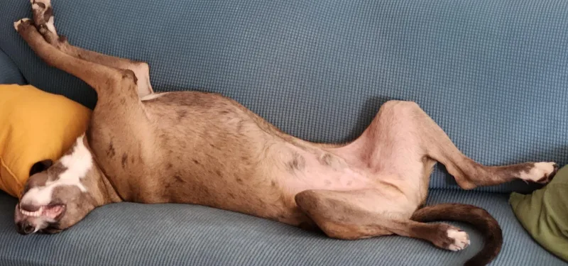 Fleki thumbnail 3
