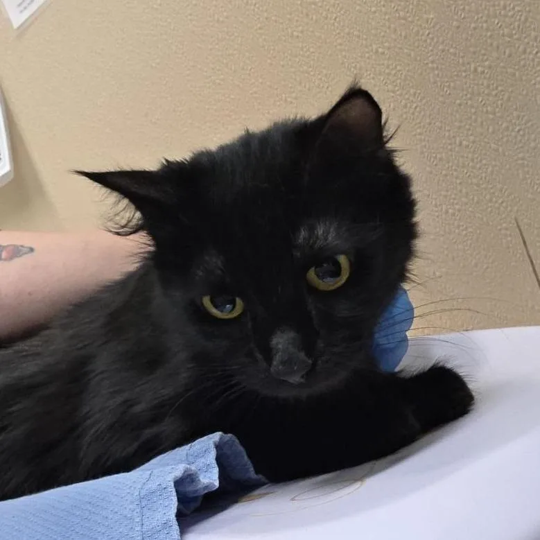 An adult medium-sized female Black Domestic Medium Hair cat named Tulip for adoption in Tacoma, WA