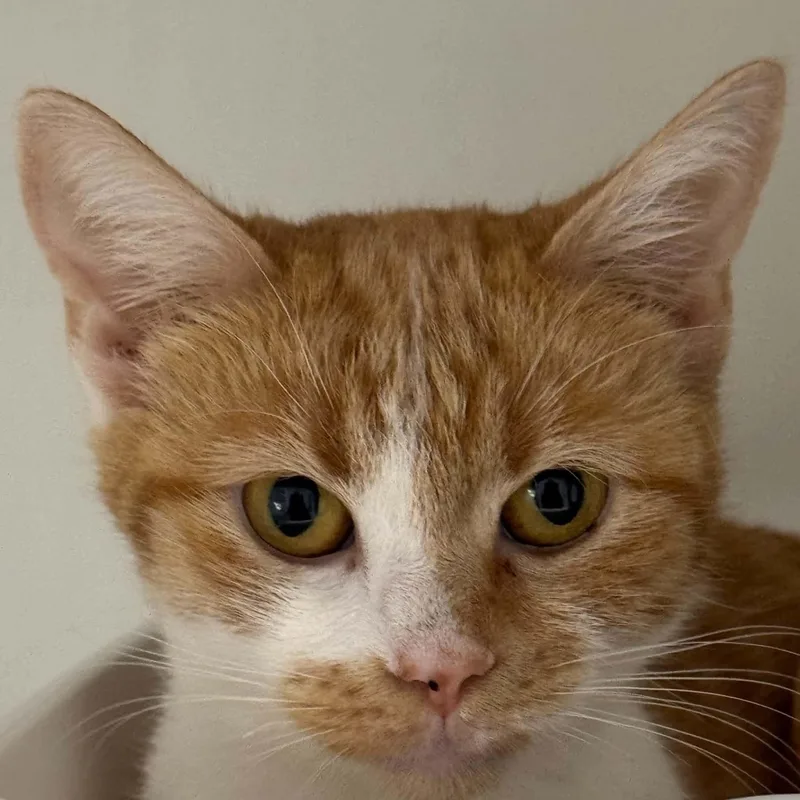 A young small-sized female American Shorthair cat named Jewel for adoption in Danbury, CT