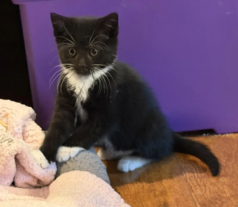 A baby small-sized female Black & White / Tuxedo Domestic Short Hair cat named Maryland for adoption in Williamsville, NY