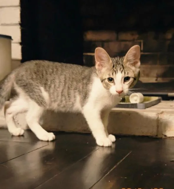 A baby small-sized male Domestic Short Hair cat named Big Boi for adoption in Sacramento, CA