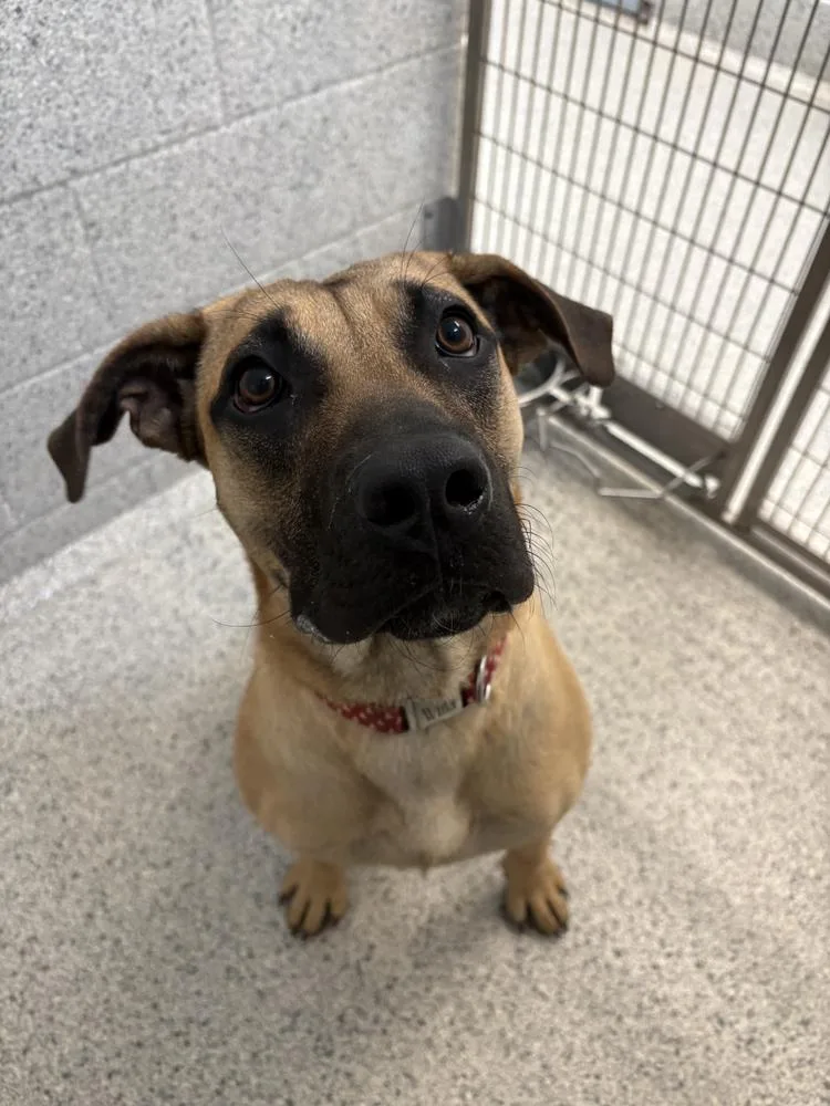 A baby large-sized female Great Dane dog named Julie Andrews for adoption in Bowling Green, OH