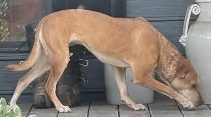 An adult medium-sized female Mixed Breed dog named Sitka for adoption in Cumming, GA