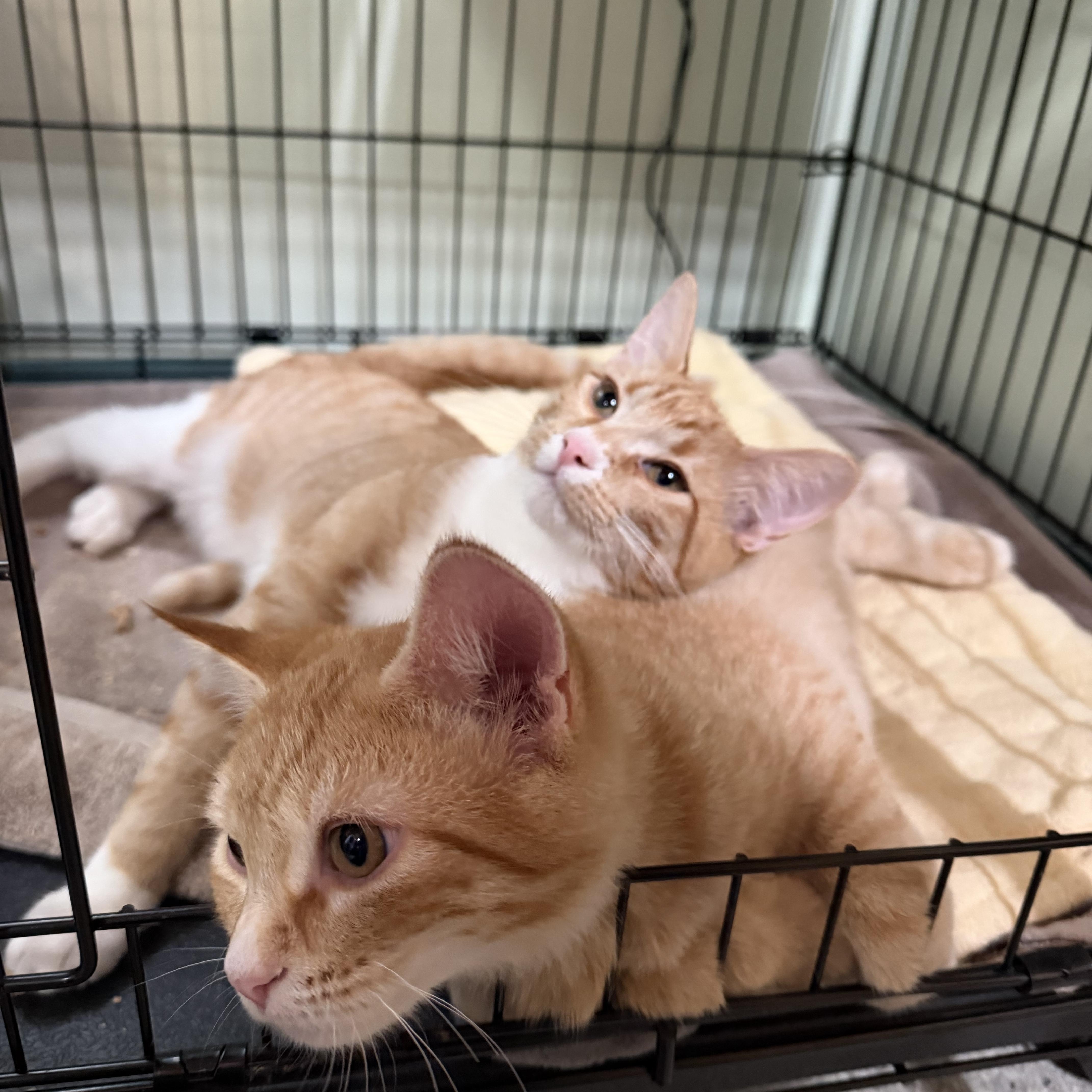 A young medium-sized male Orange & White Domestic Short Hair cat named Moss for adoption in Kent, WA