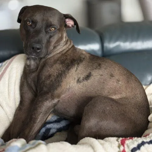 A young medium-sized male Catahoula Leopard Dog dog named Mr Brown for adoption in Glendale, AZ