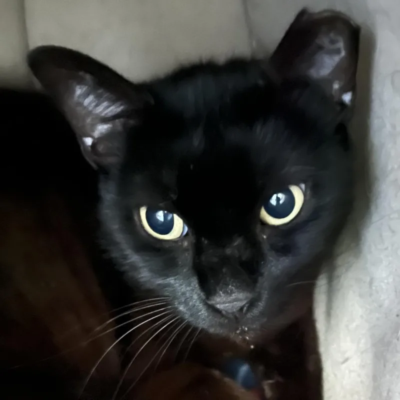 A senior medium-sized female Black Domestic Short Hair cat named Sombrita for adoption in Sarasota, FL