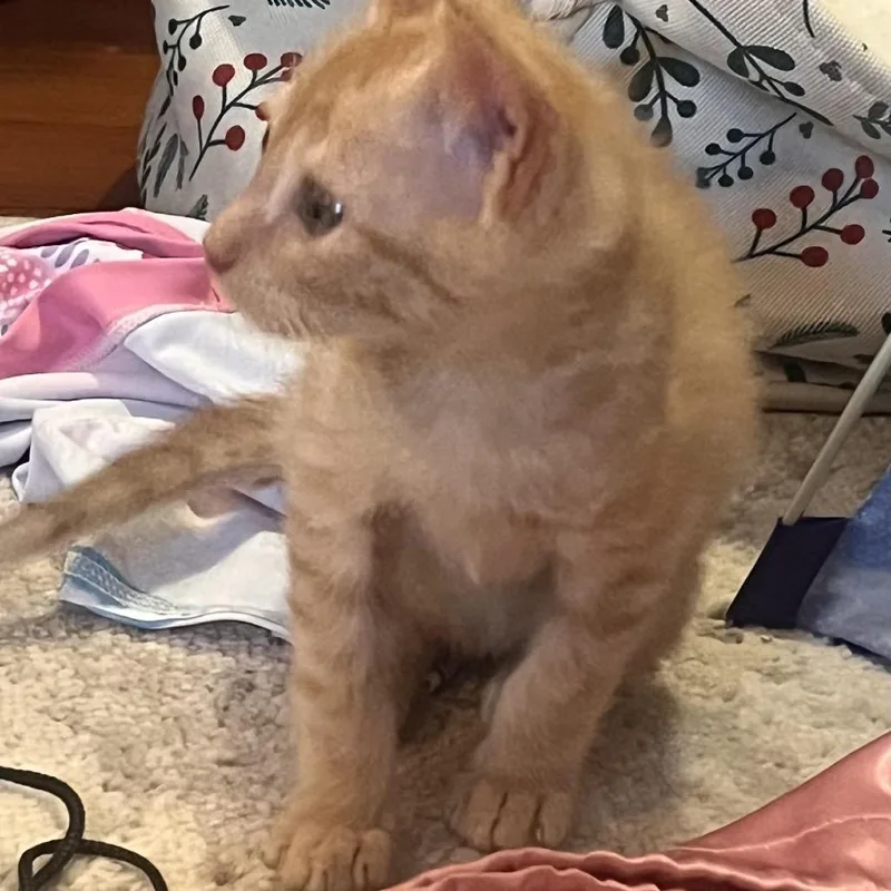 A baby small-sized male Orange / Red Domestic Short Hair cat named Crush for adoption in Buffalo, MN