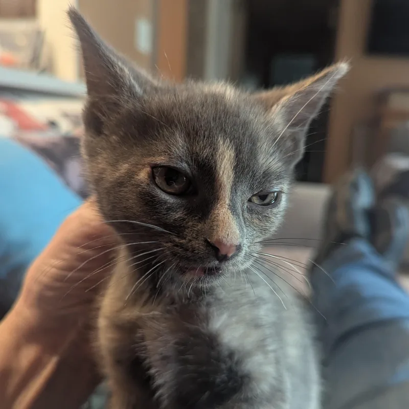 A baby medium-sized female Dilute Tortoiseshell Domestic Short Hair cat named Truffle for adoption in East Hartford , CT