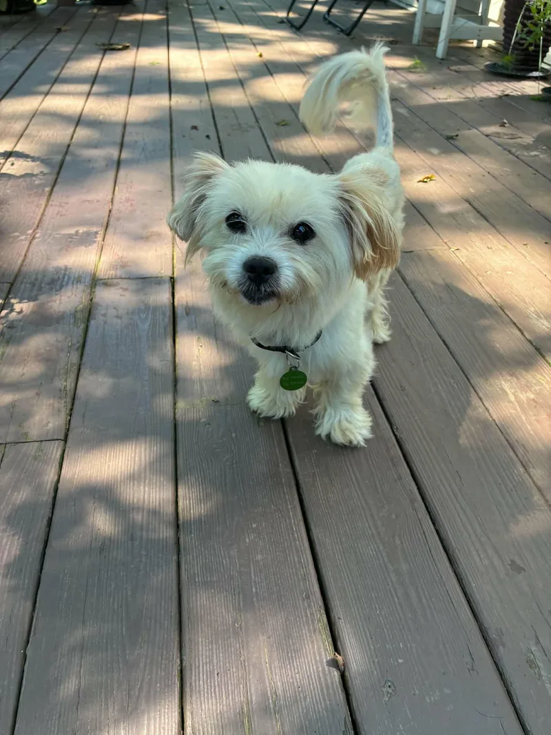 An adult small-sized male Shih Tzu dog named Frodo for adoption in Croydon, NH