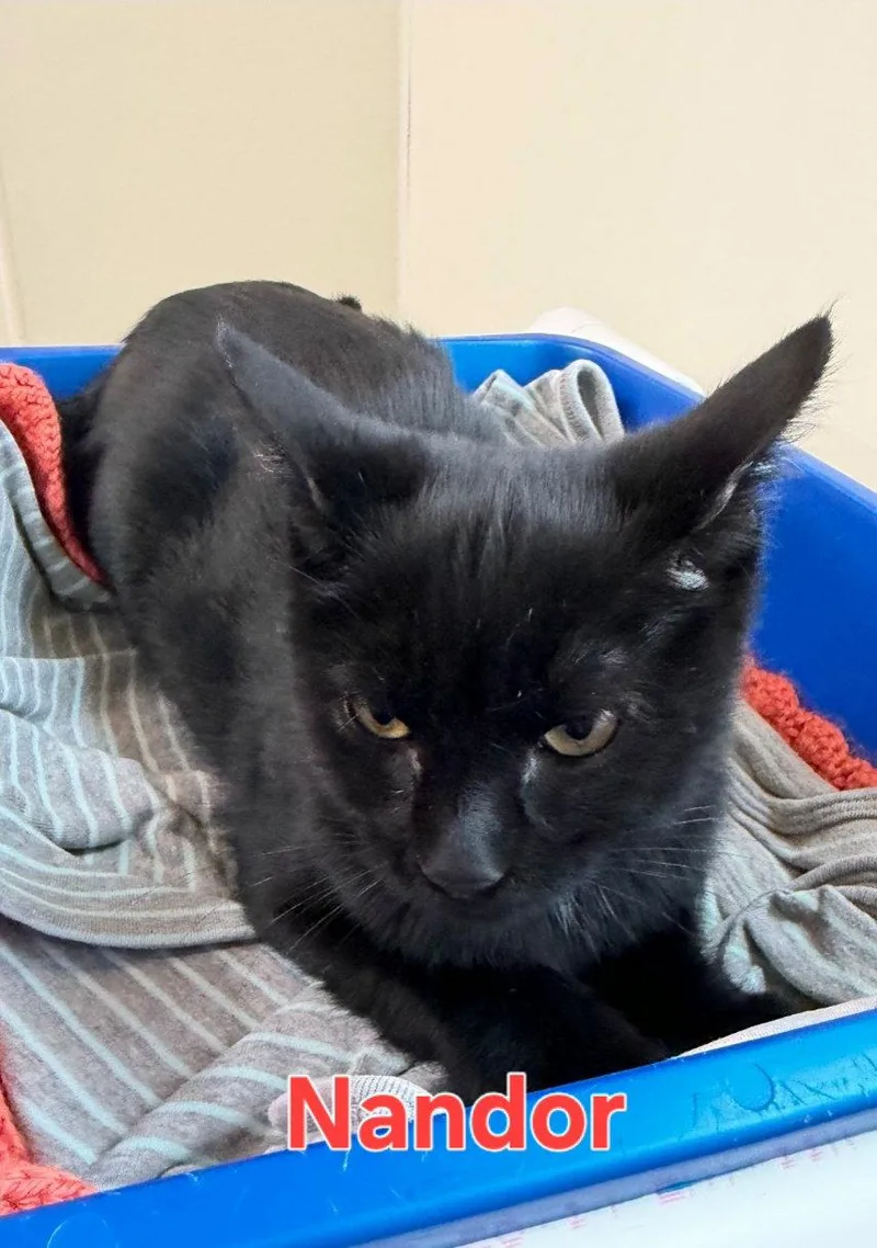 A young medium-sized male Black Domestic Short Hair cat named Nandor for adoption in Williamsburg, IA
