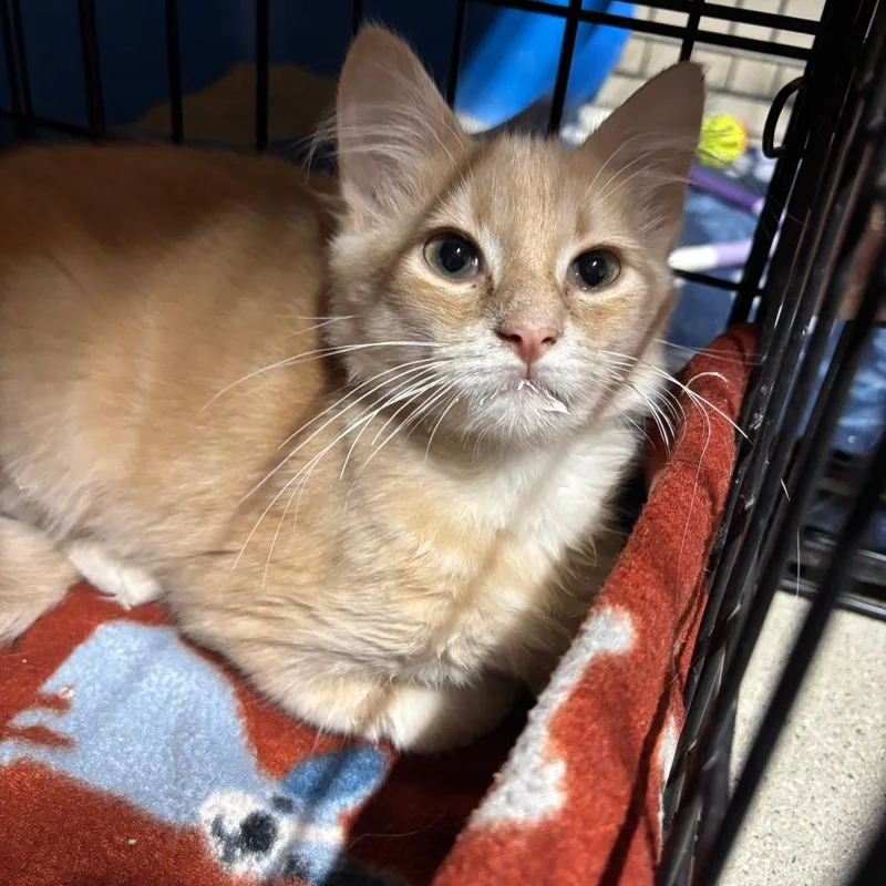 A baby small-sized male Domestic Medium Hair cat named Miguel for adoption in Jasper, IN